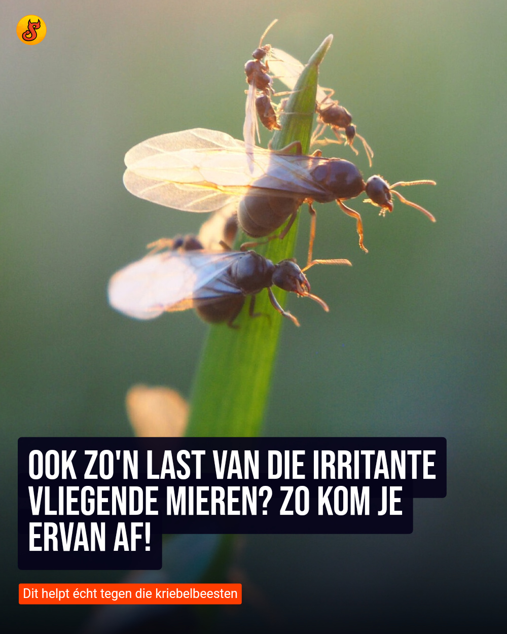 Ook zo'n last van die irritante vliegende mieren? Zo kom je ervan af!