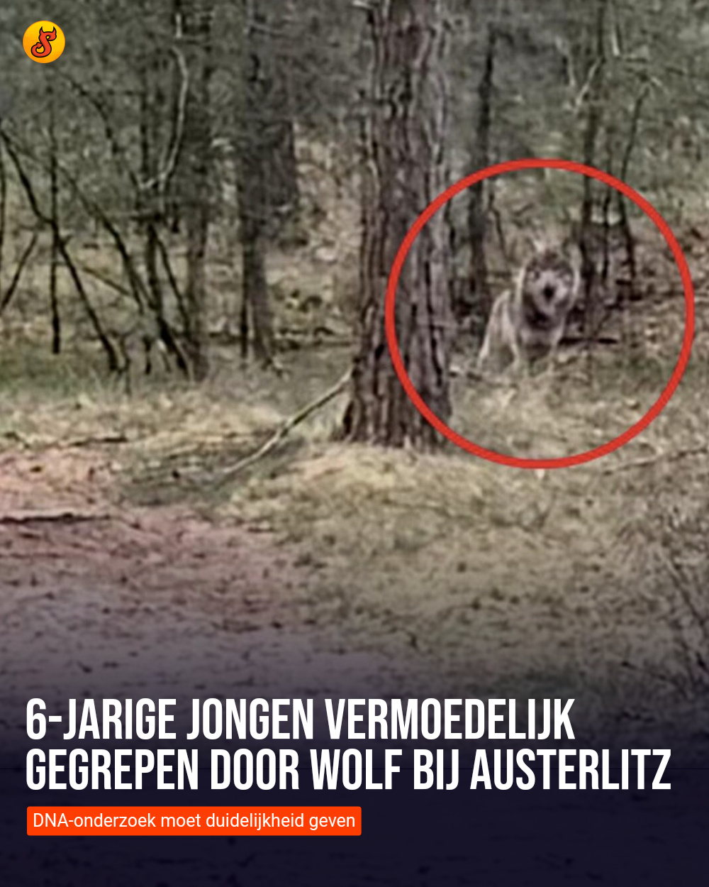 6-jarige jongen vermoedelijk gegrepen door wolf bij Austerlitz