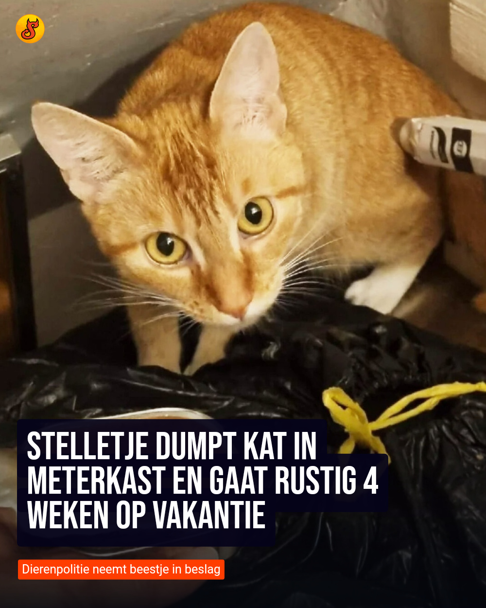 Stelletje dumpt kat in meterkast en gaat rustig 4 weken op vakantie