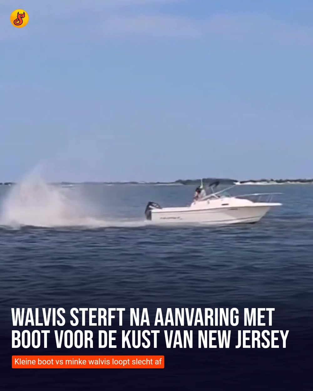 Walvis sterft na aanvaring met boot voor de kust van New Jersey