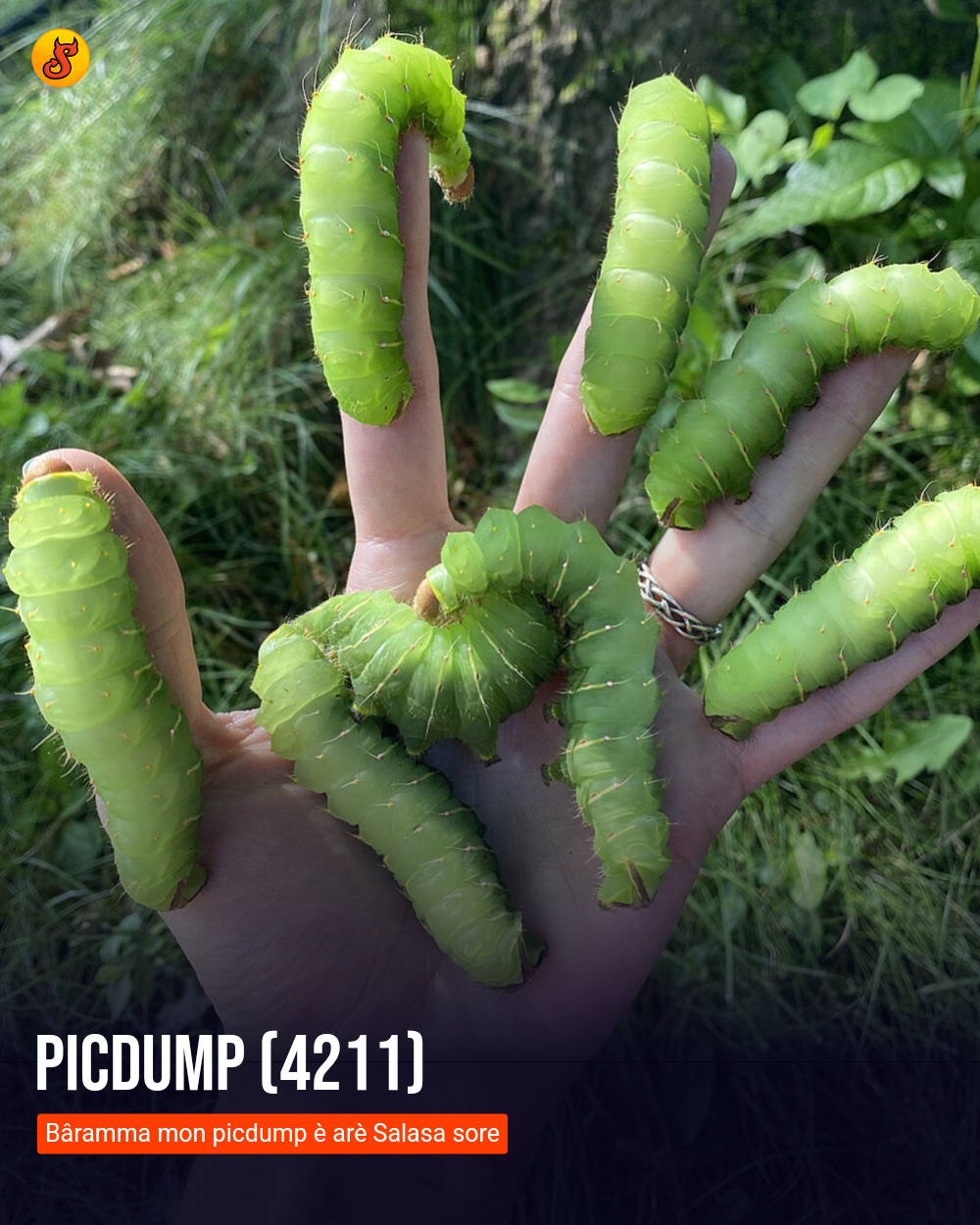 Picdump (4211)