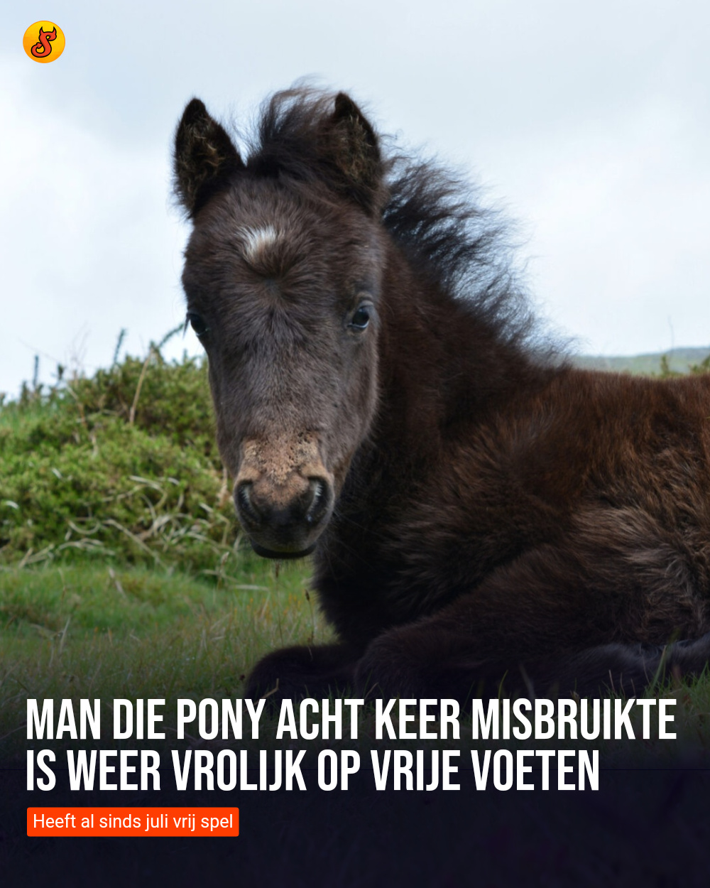 Man die pony acht keer misbruikte is weer vrolijk op vrije voeten