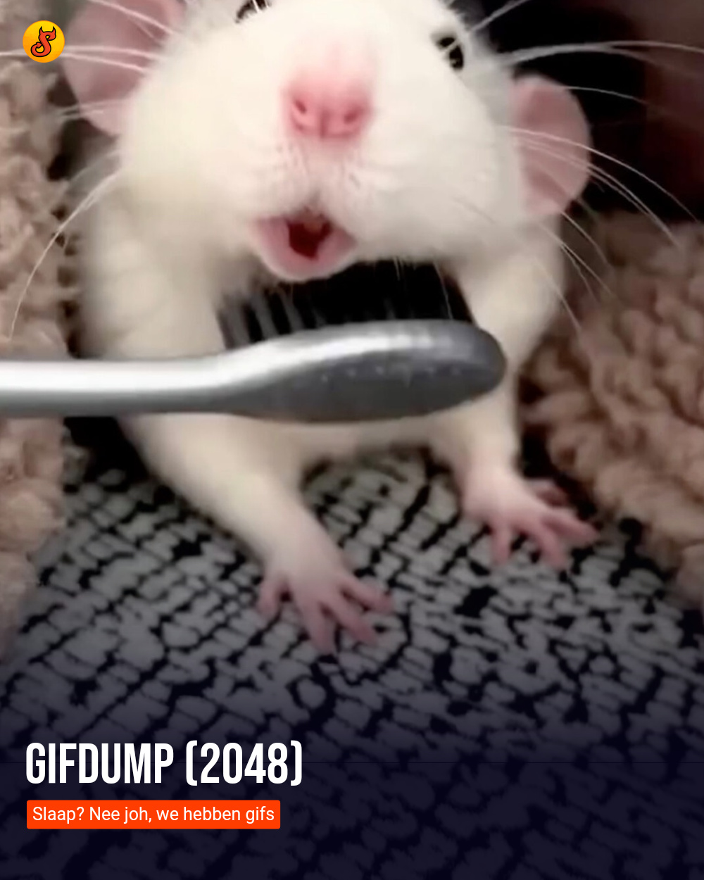 Gifdump (2048)