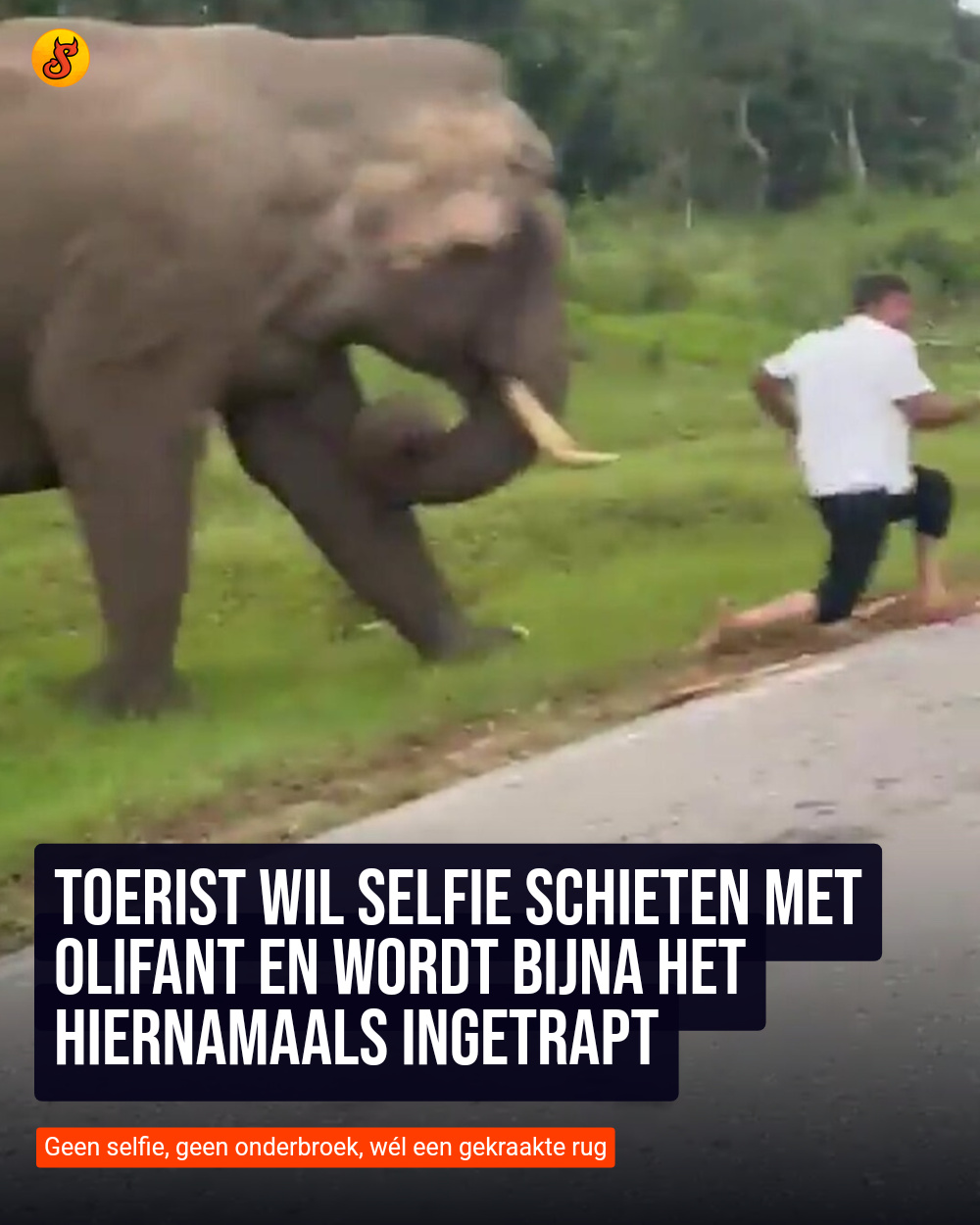 Toerist wil selfie schieten met olifant en wordt bijna het hiernamaals ingetrapt