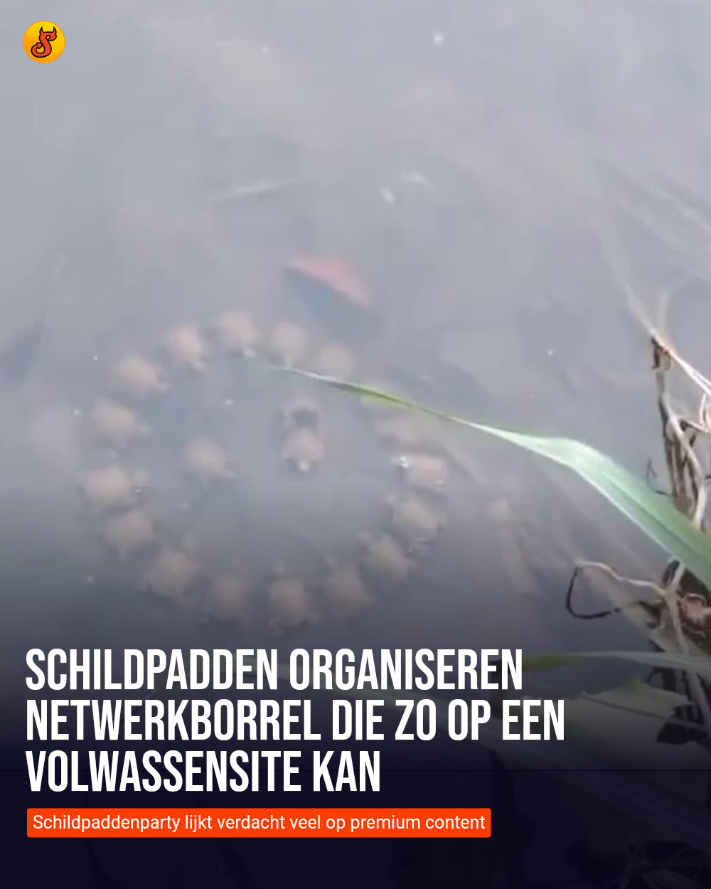 Schildpadden organiseren netwerkborrel die zo op een volwassensite kan