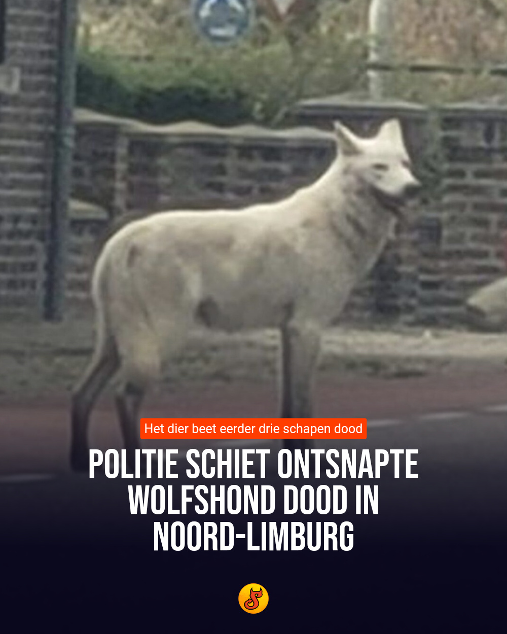 Politie schiet ontsnapte wolfshond dood in Noord-Limburg