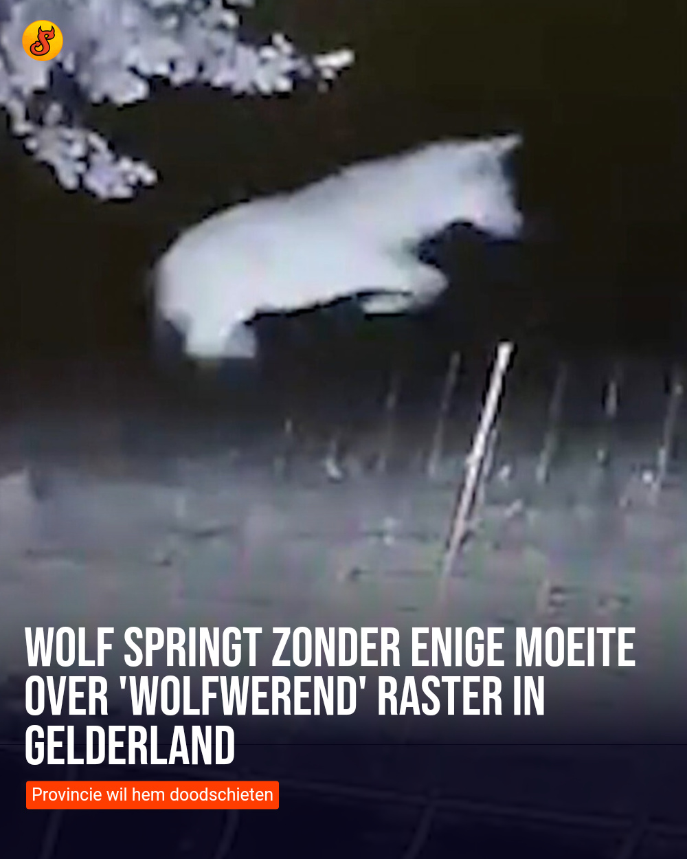 Wolf springt zonder enige moeite over 'wolfwerend' raster in Gelderland