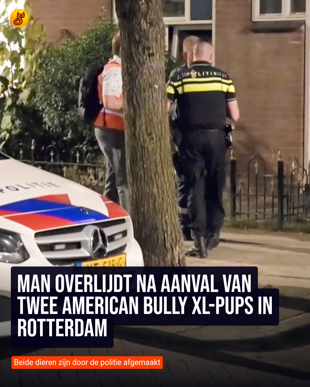 Man overlijdt na aanval van twee American Bully XL-pups in Rotterdam