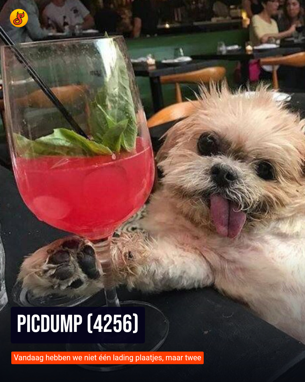 Picdump (4256)