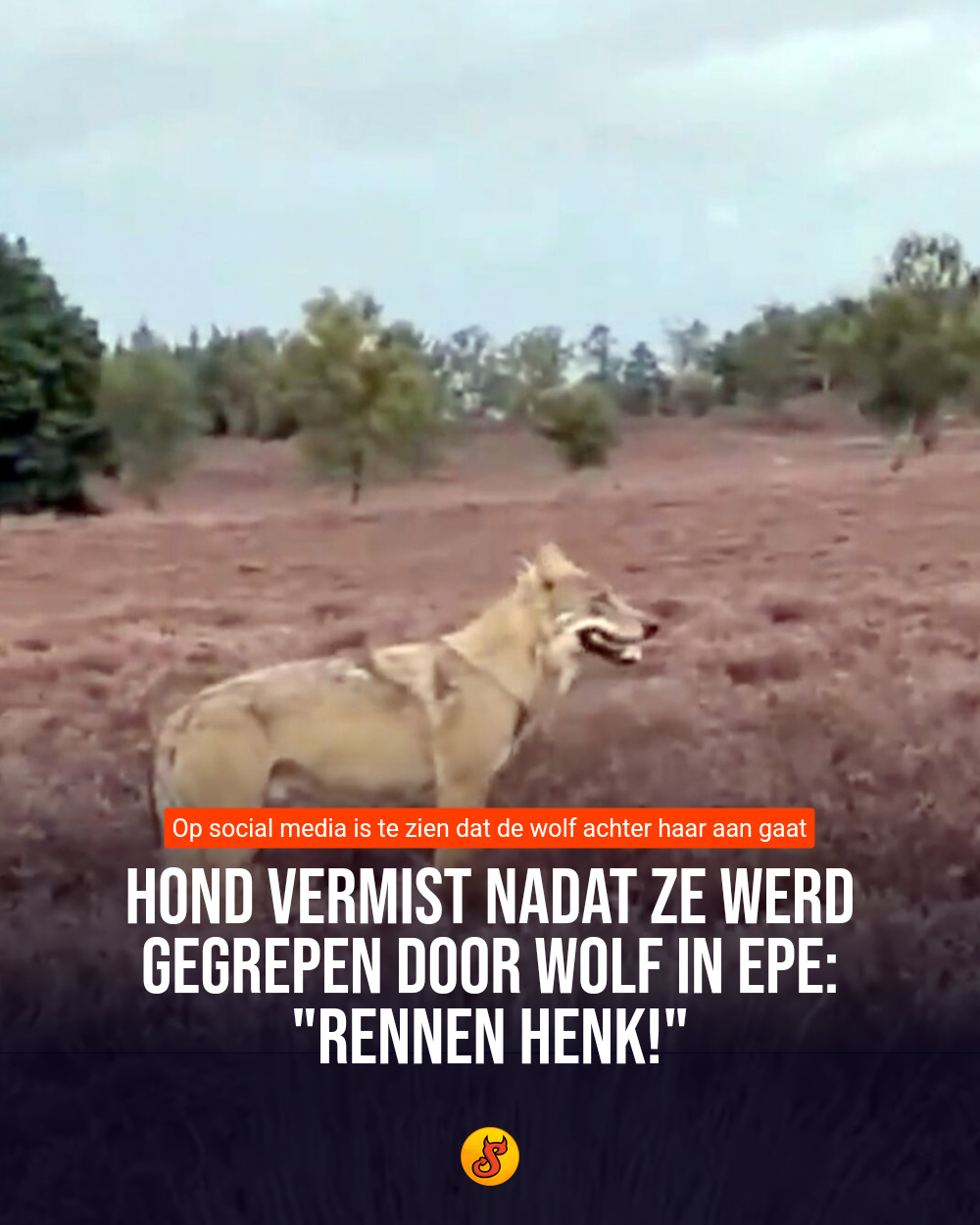 Hond vermist nadat ze werd gegrepen door wolf in Epe: "Rennen Henk!"