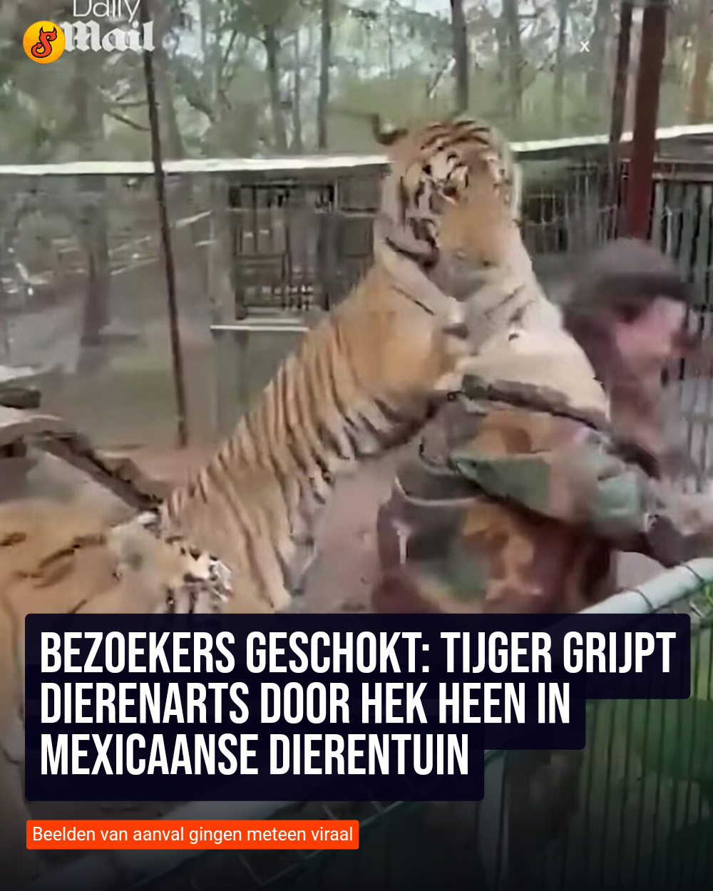 Bezoekers geschokt: Tijger grijpt dierenarts door hek heen in Mexicaanse dierentuin