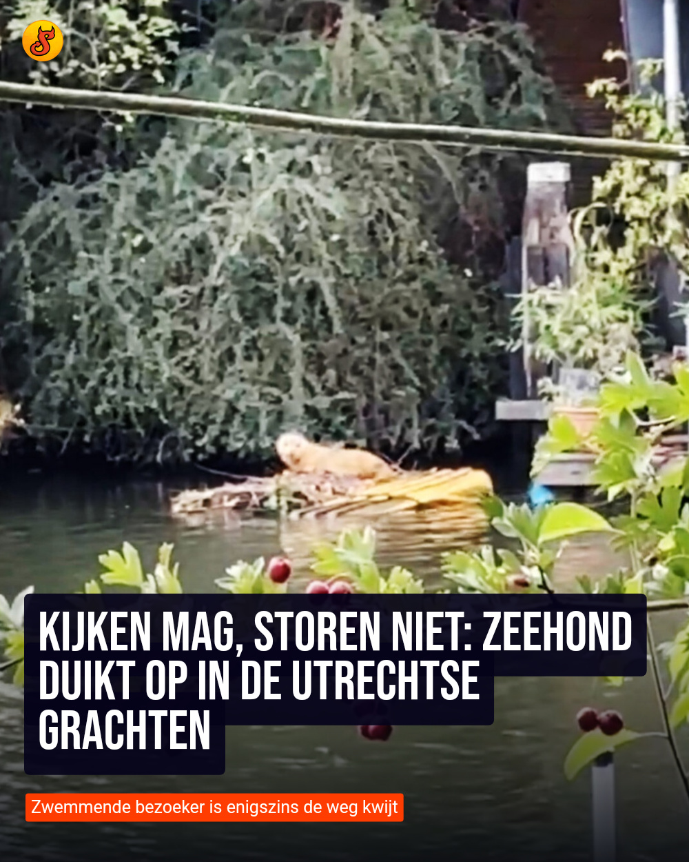 Kijken mag, storen niet: Zeehond duikt op in de Utrechtse grachten