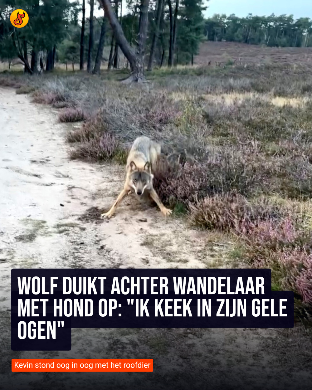 Wolf duikt achter wandelaar met hond op: "Ik keek in zijn gele ogen"