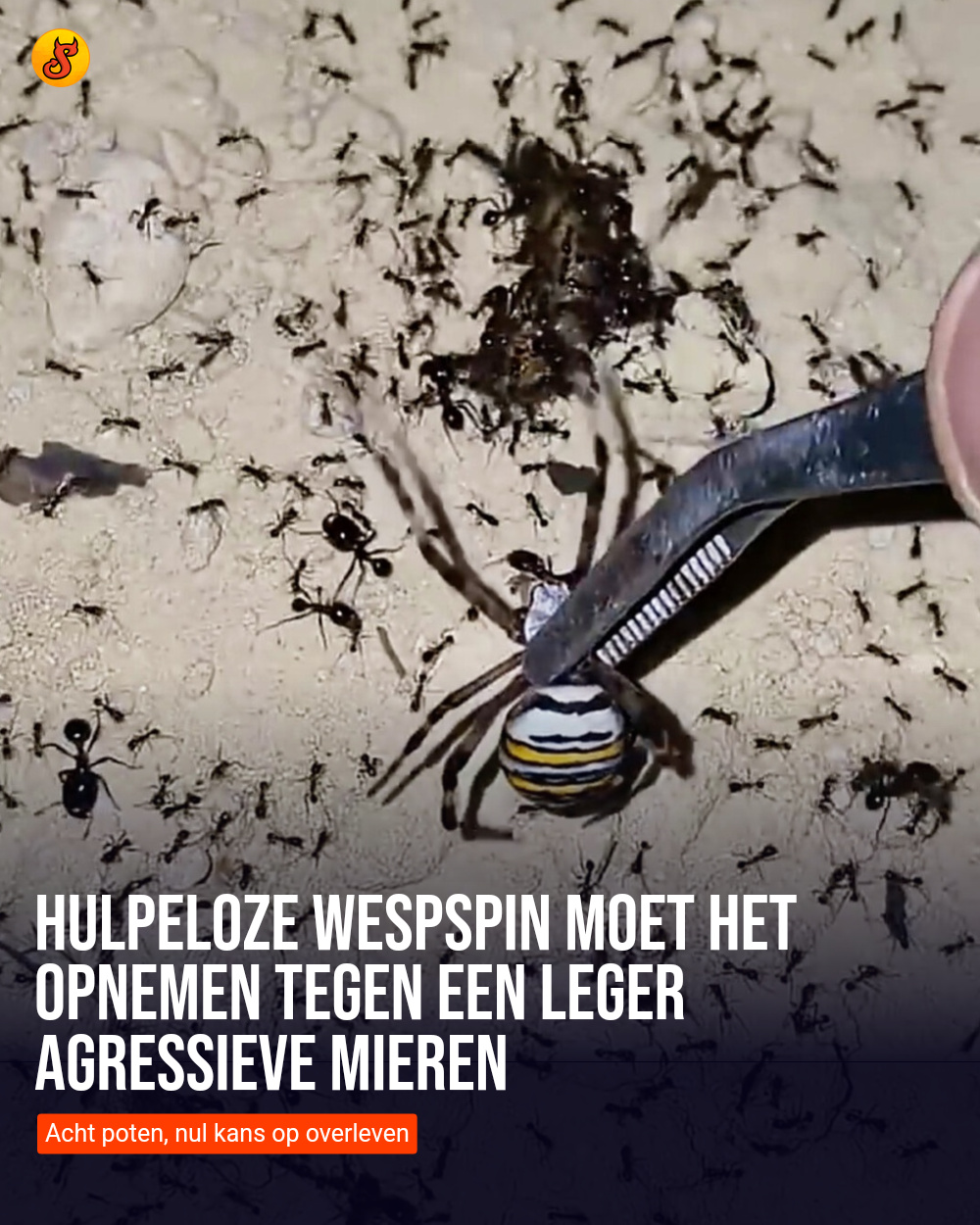 Hulpeloze wespspin moet het opnemen tegen een leger agressieve mieren