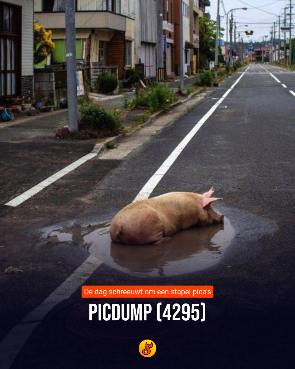 Picdump (4295)