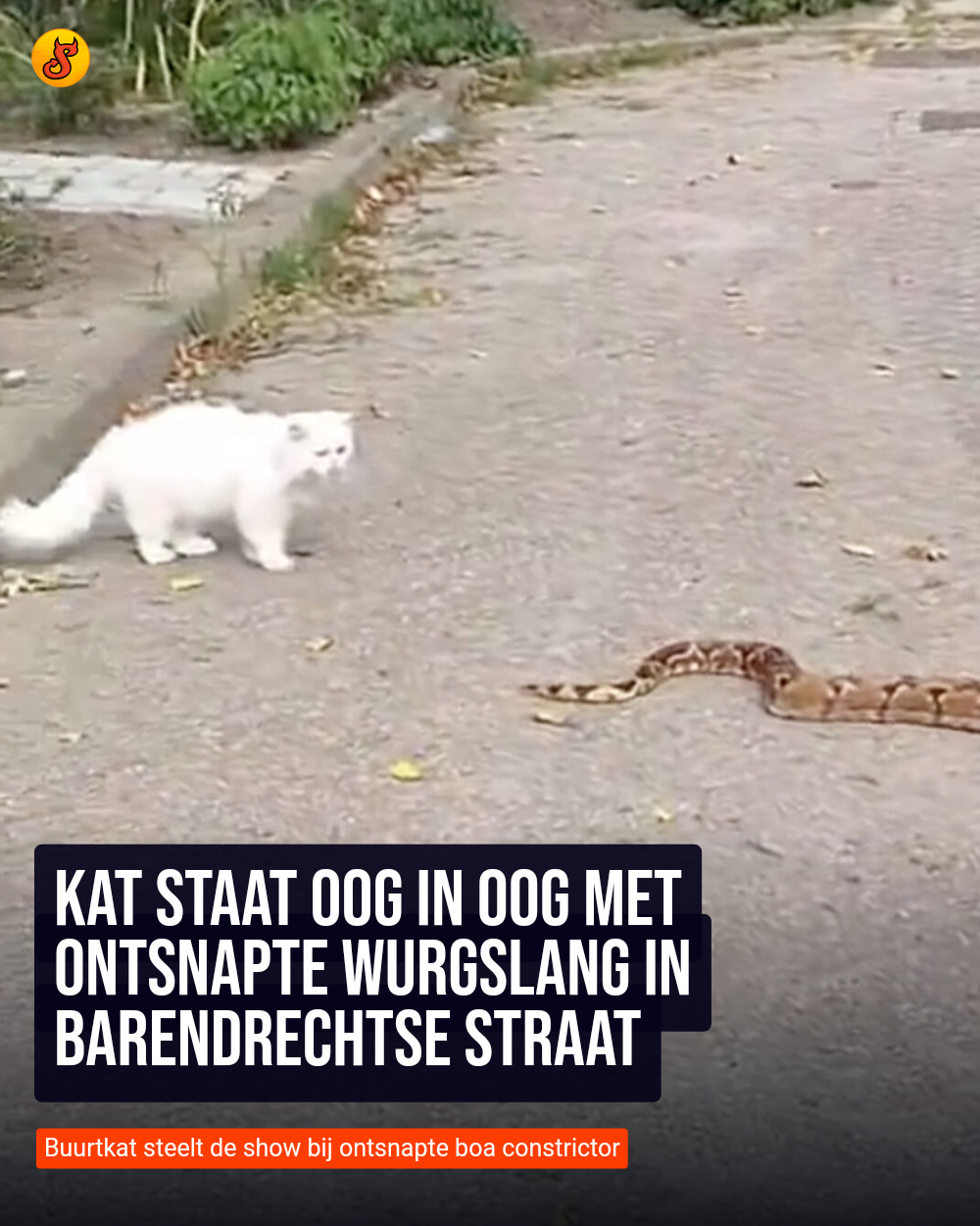 Kat staat oog in oog met ontsnapte wurgslang in Barendrechtse straat