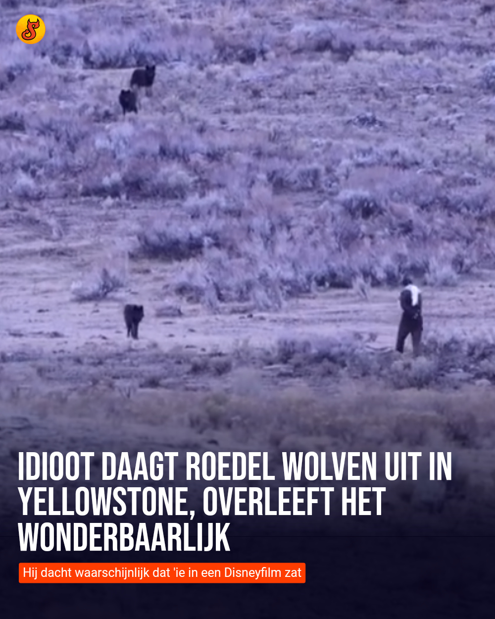 Idioot daagt roedel wolven uit in Yellowstone, overleeft het wonderbaarlijk