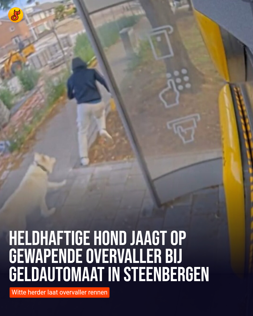 Heldhaftige hond jaagt op gewapende overvaller bij geldautomaat in Steenbergen