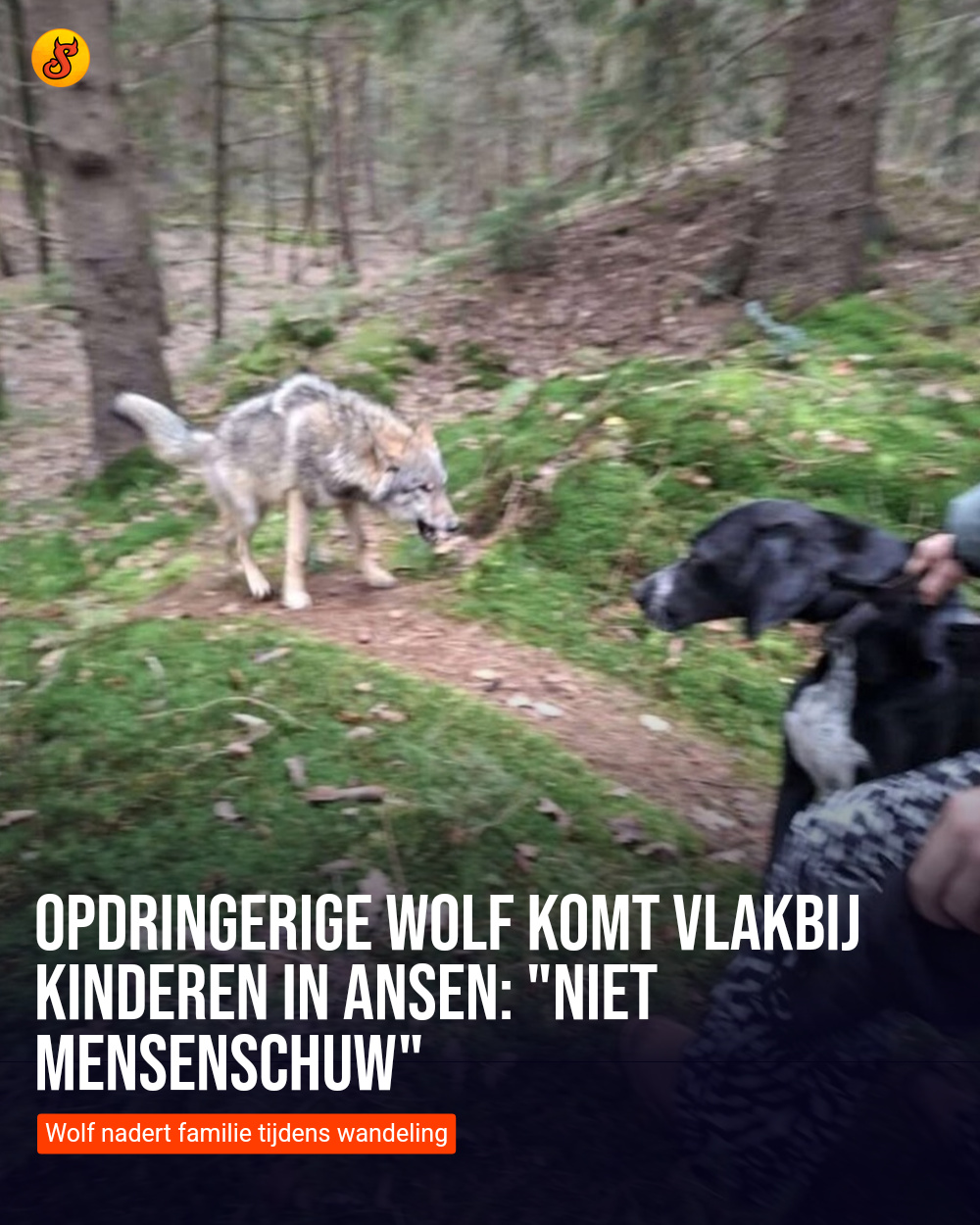 Opdringerige wolf komt vlakbij kinderen in Ansen: "Niet mensenschuw"