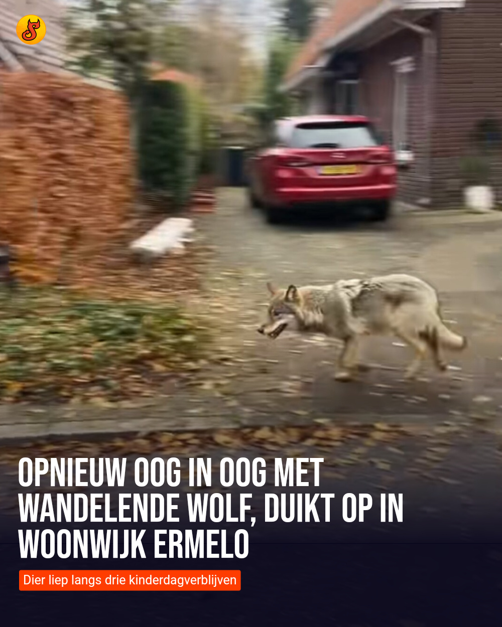 Opnieuw oog in oog met wandelende wolf, duikt op in woonwijk Ermelo