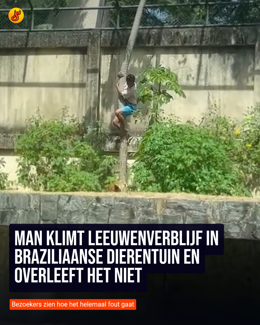 Man klimt leeuwenverblijf in Braziliaanse dierentuin en overleeft het niet