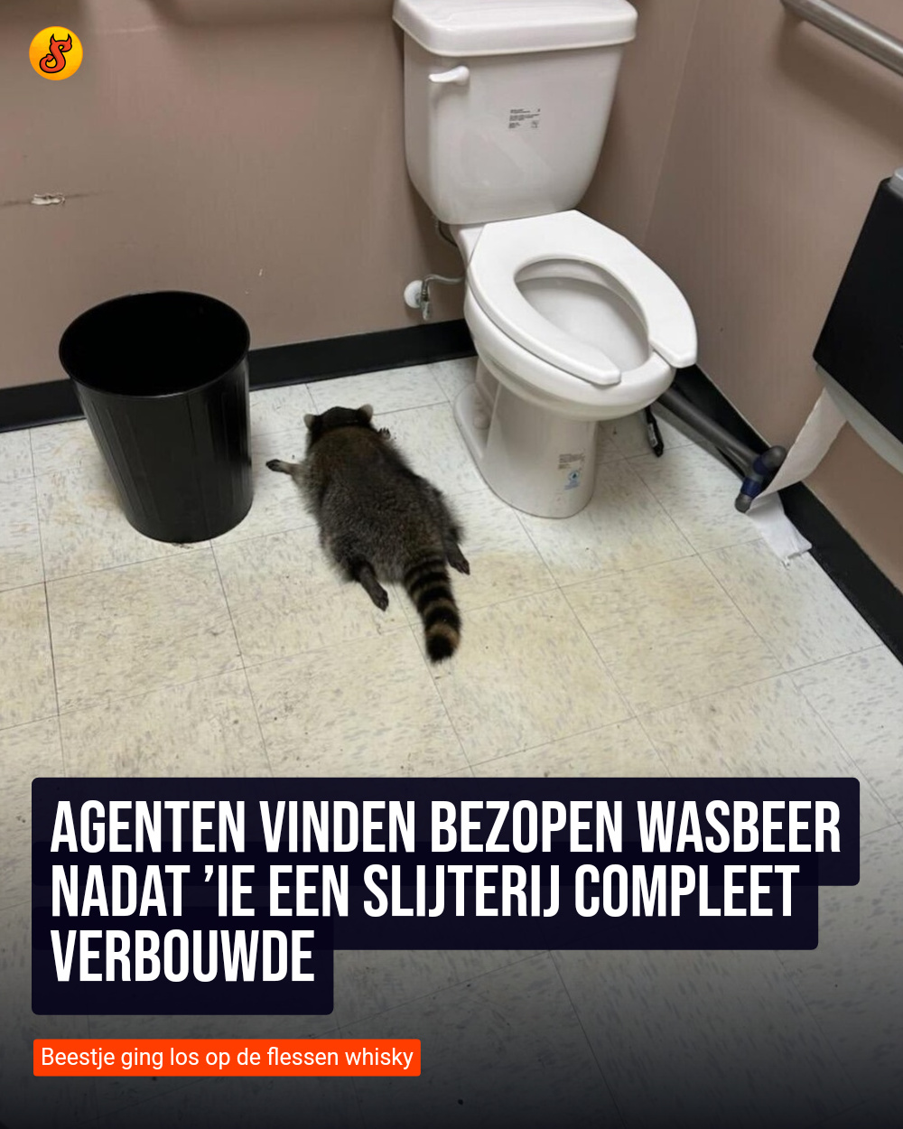 Agenten vinden bezopen wasbeer nadat ’ie een slijterij compleet verbouwde