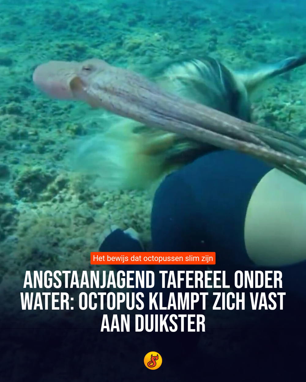 Angstaanjagend tafereel onder water: Octopus klampt zich vast aan duikster