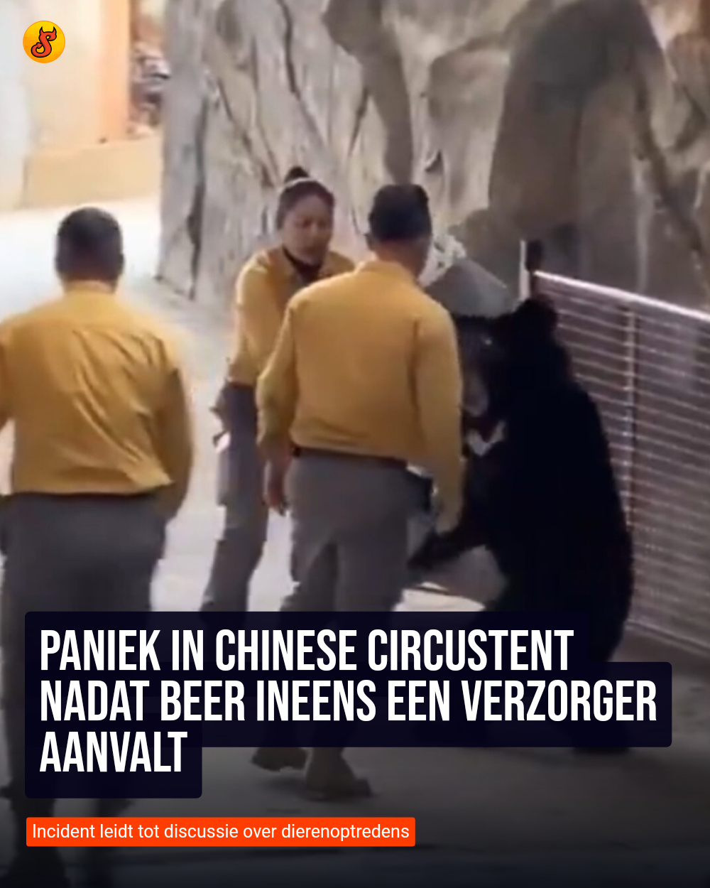 Paniek in Chinese circustent nadat beer ineens een verzorger aanvalt