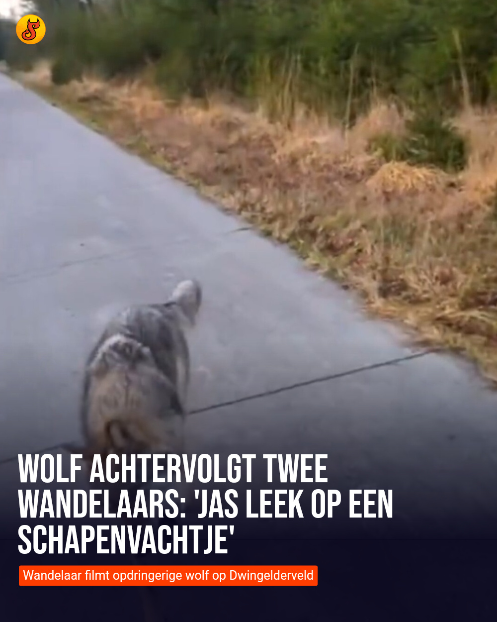 Wolf achtervolgt twee wandelaars: 'Jas leek op een schapenvachtje'