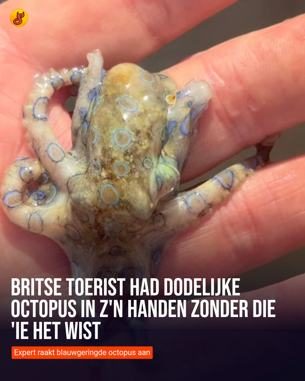 Britse toerist had dodelijke octopus in z'n handen zonder die 'ie het wist