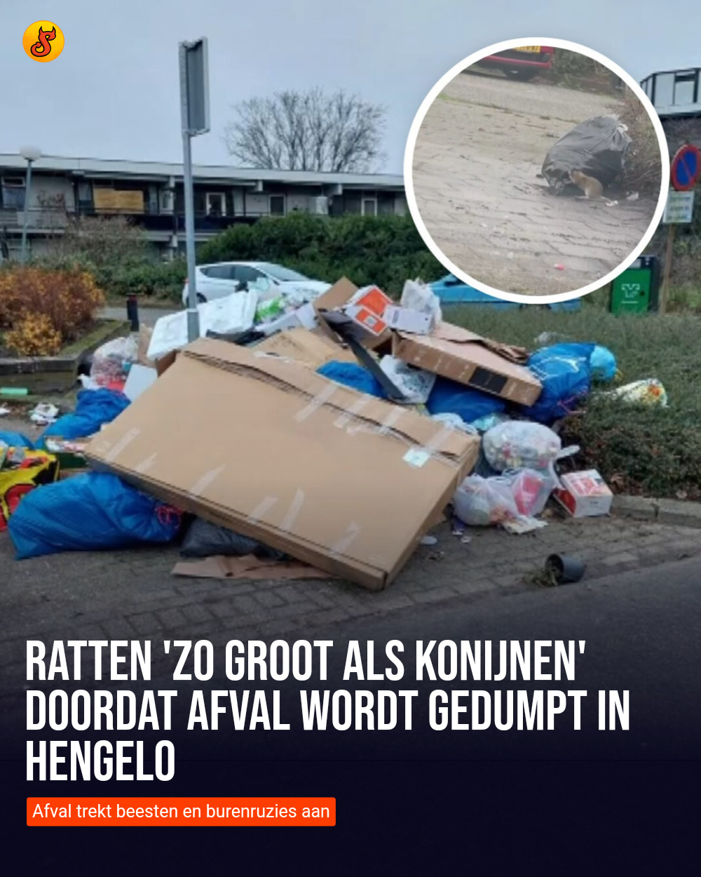 Ratten 'zo groot als konijnen' doordat afval wordt gedumpt in Hengelo