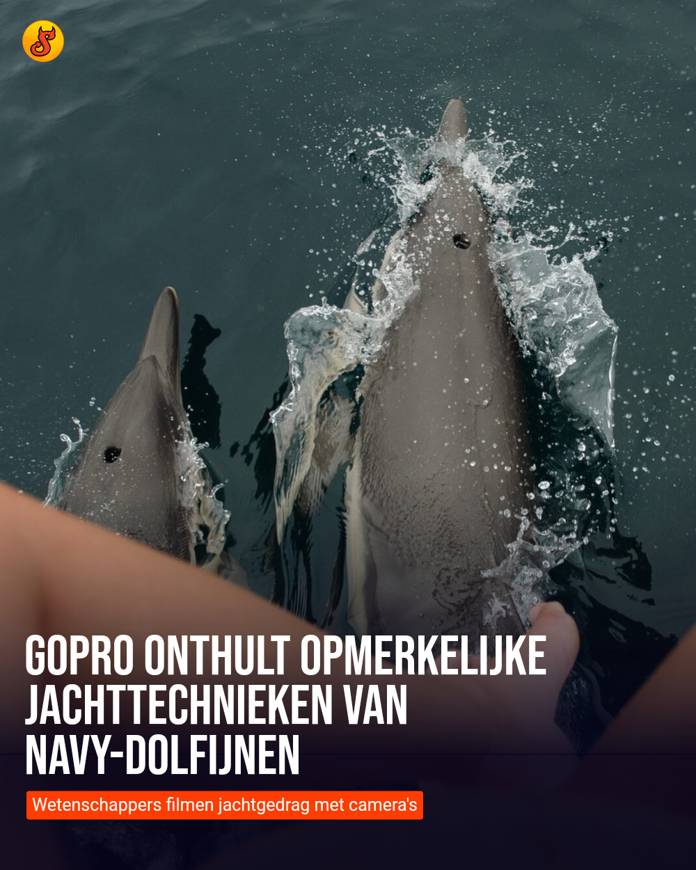 GoPro onthult opmerkelijke jachttechnieken van NAVY-dolfijnen