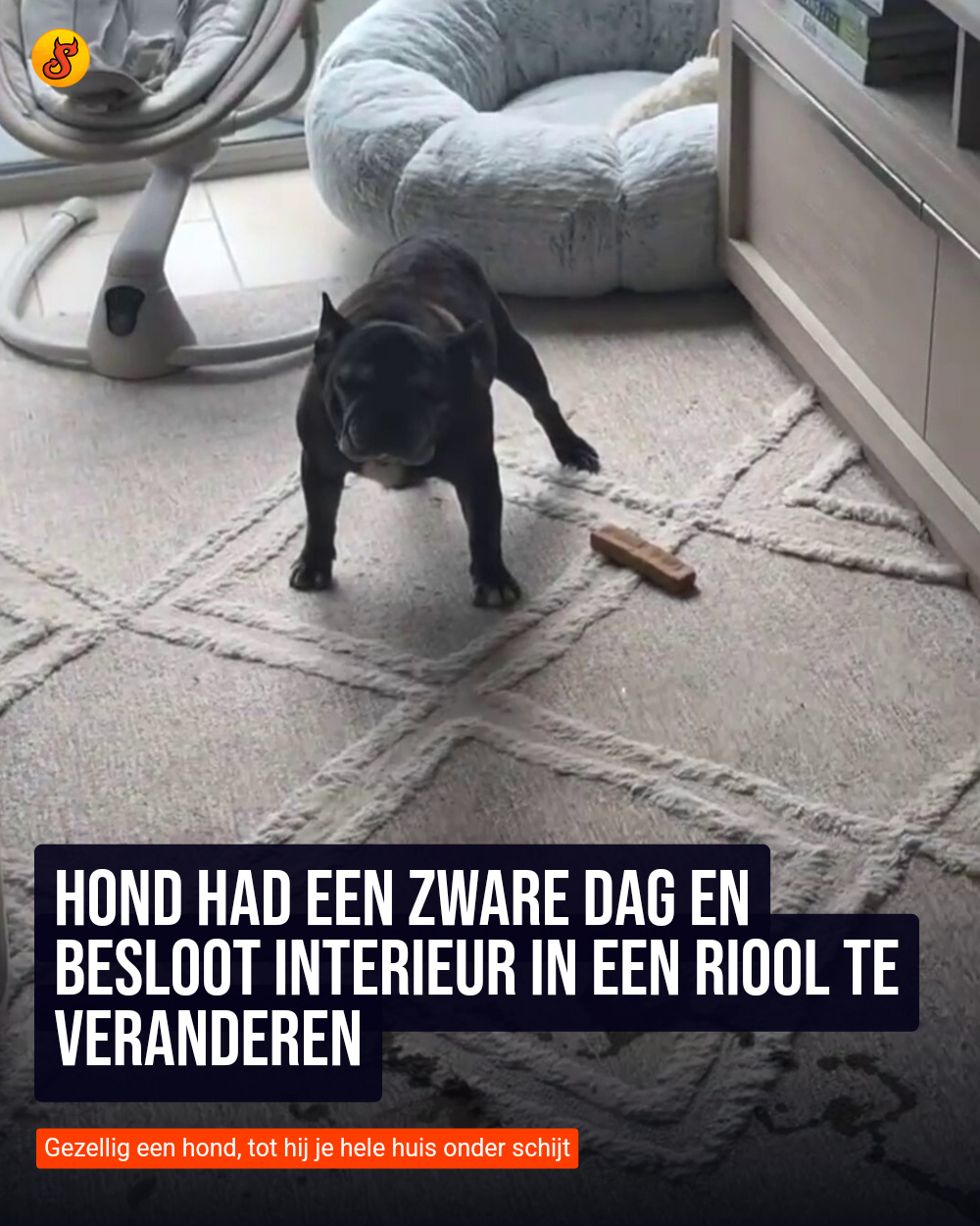 Hond had een zware dag en besloot interieur in een riool te veranderen