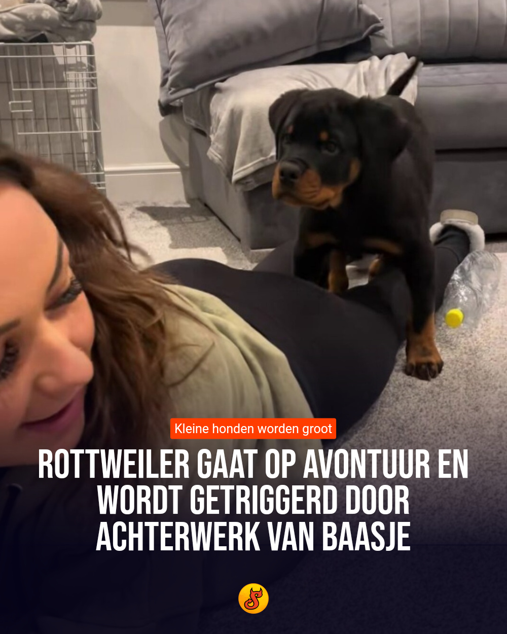 Rottweiler gaat op avontuur en wordt getriggerd door achterwerk van baasje