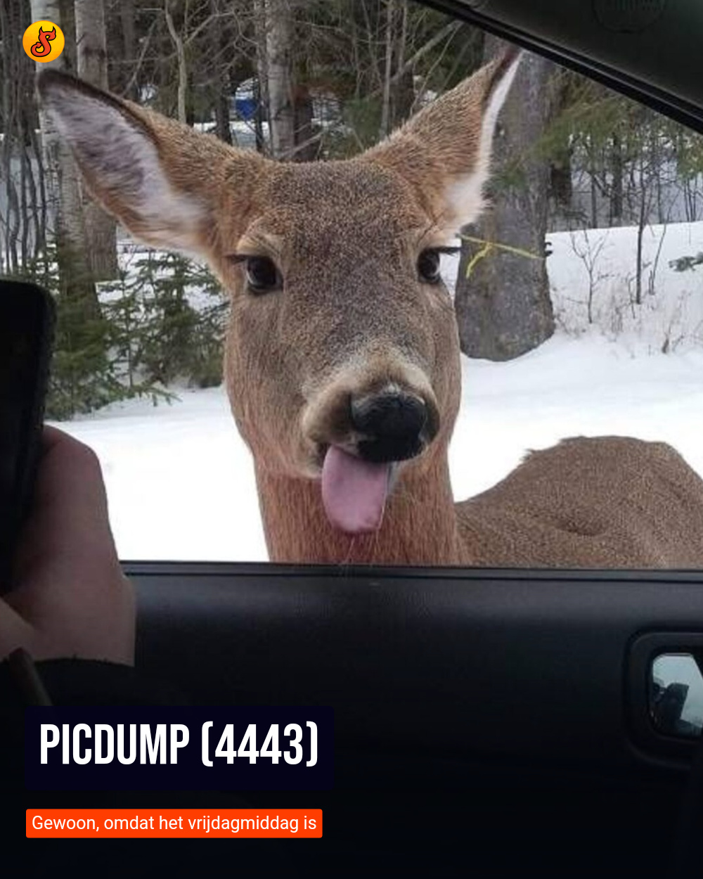 Picdump (4443)