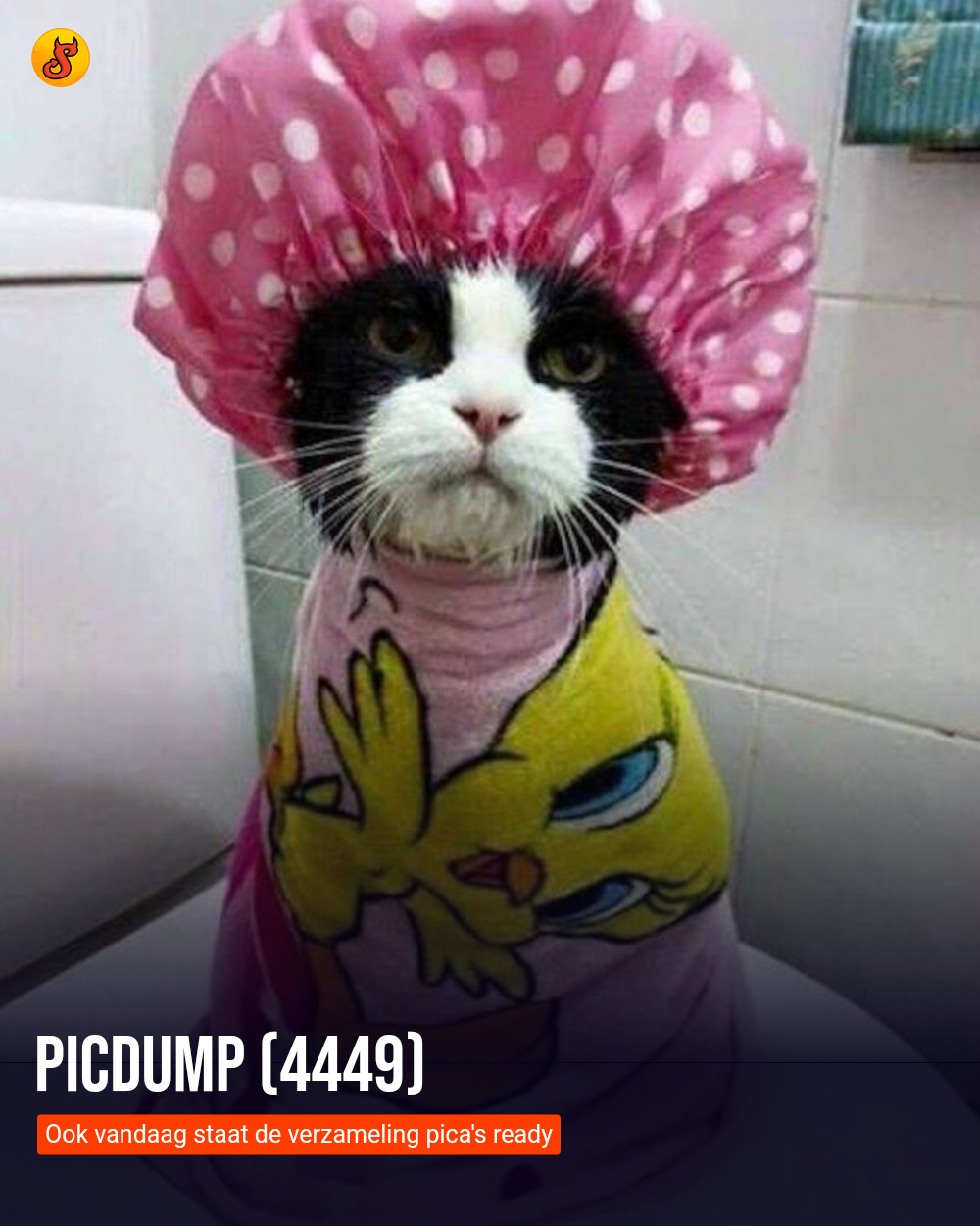 Picdump (4449)