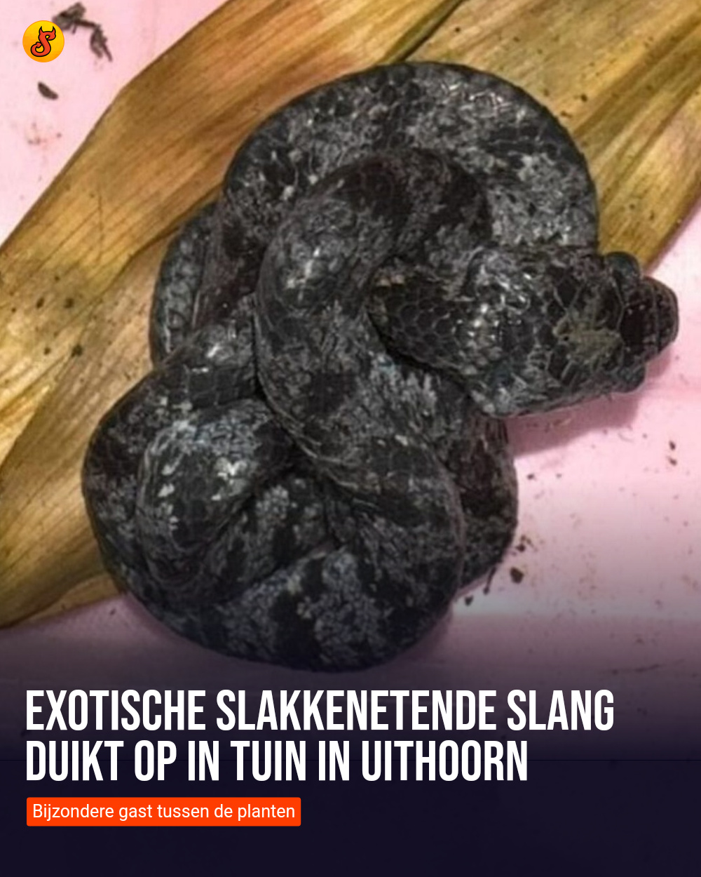 Exotische slakkenetende slang duikt op in tuin in Uithoorn