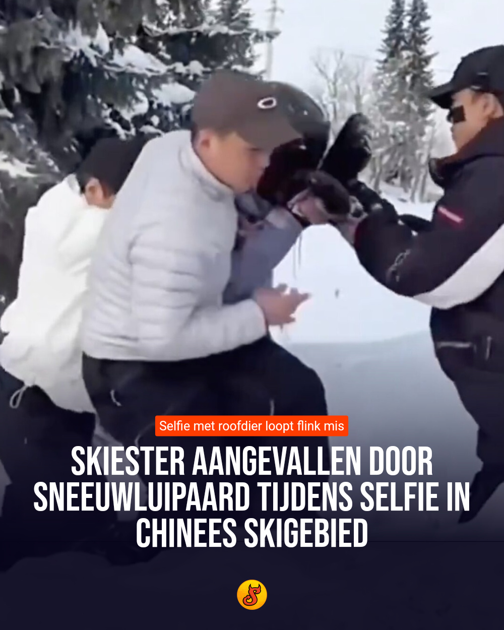 Skiester aangevallen door sneeuwluipaard tijdens selfie in Chinees skigebied