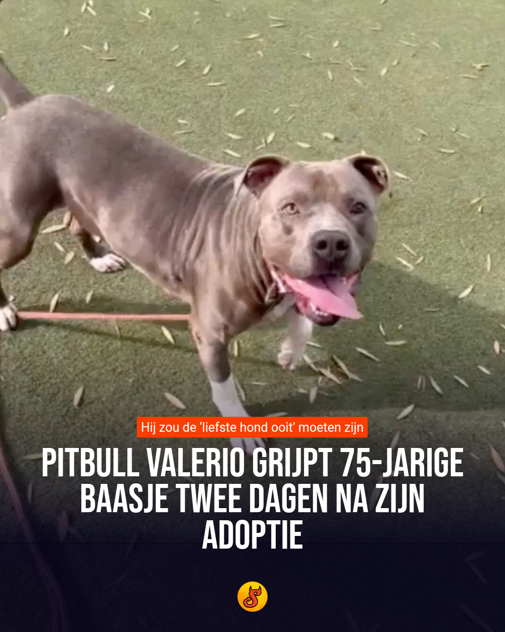 Pitbull Valerio grijpt 75-jarige baasje twee dagen na zijn adoptie