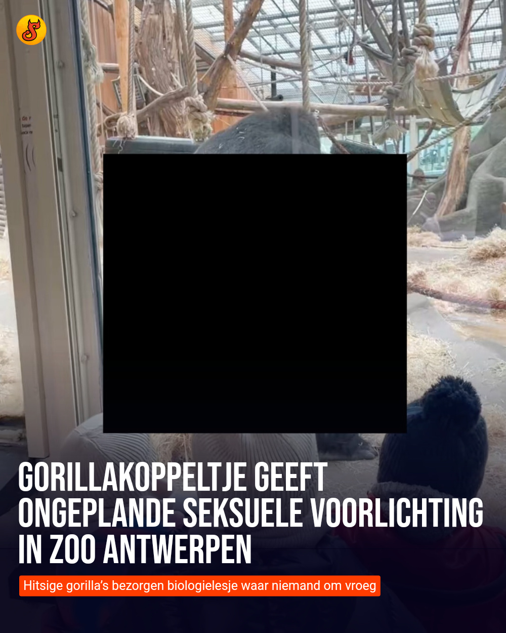 Gorillakoppeltje geeft ongeplande seksuele voorlichting in Zoo Antwerpen