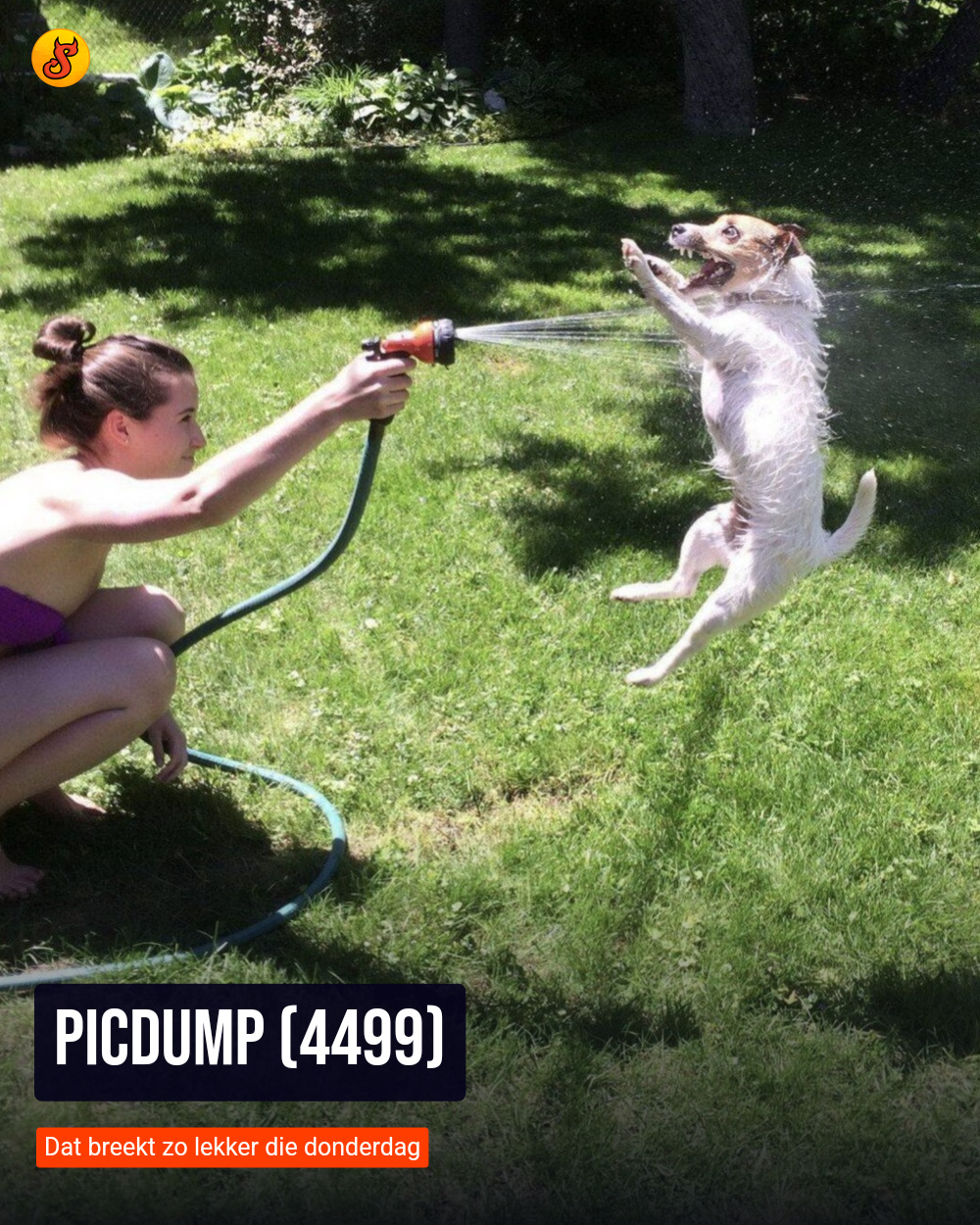 Picdump (4499)