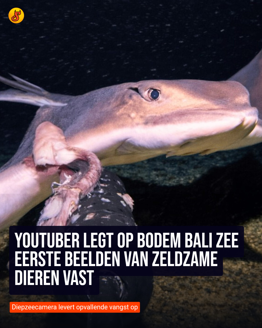 YouTuber legt op bodem Bali Zee eerste beelden van zeldzame dieren vast
