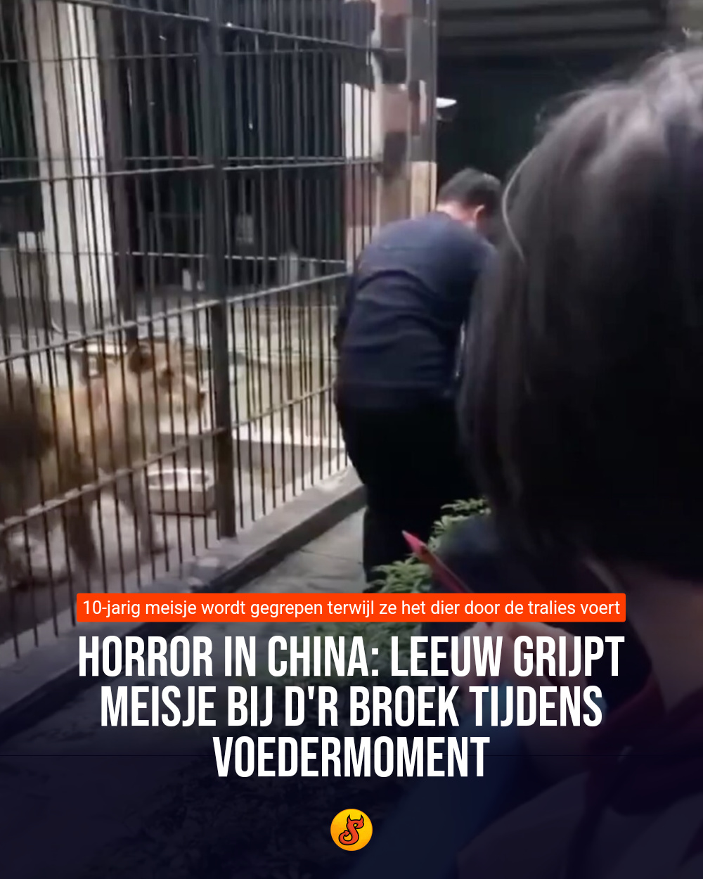 Horror in China: Leeuw grijpt meisje bij d'r broek tijdens voedermoment