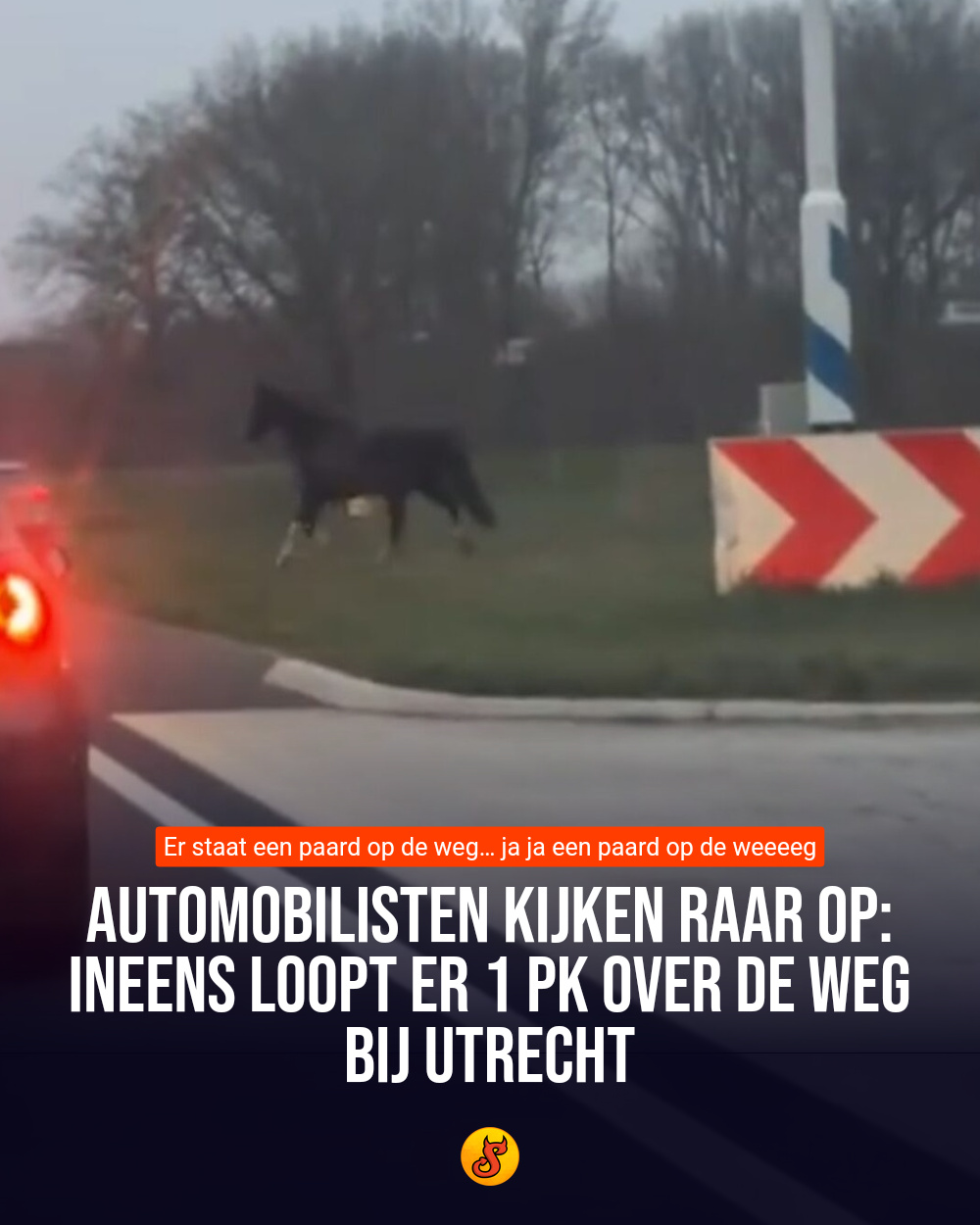 Automobilisten kijken raar op: Ineens loopt er 1 PK over de weg bij Utrecht