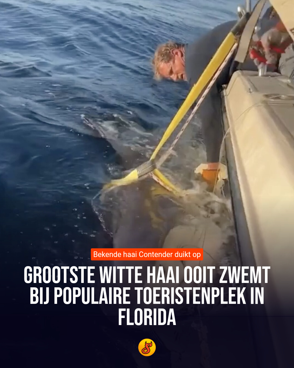 Grootste witte haai ooit zwemt bij populaire toeristenplek in Florida
