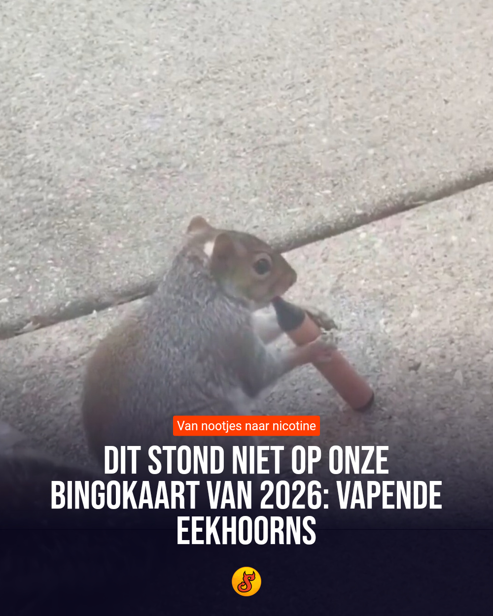 Dit stond niet op onze bingokaart van 2026: vapende eekhoorns