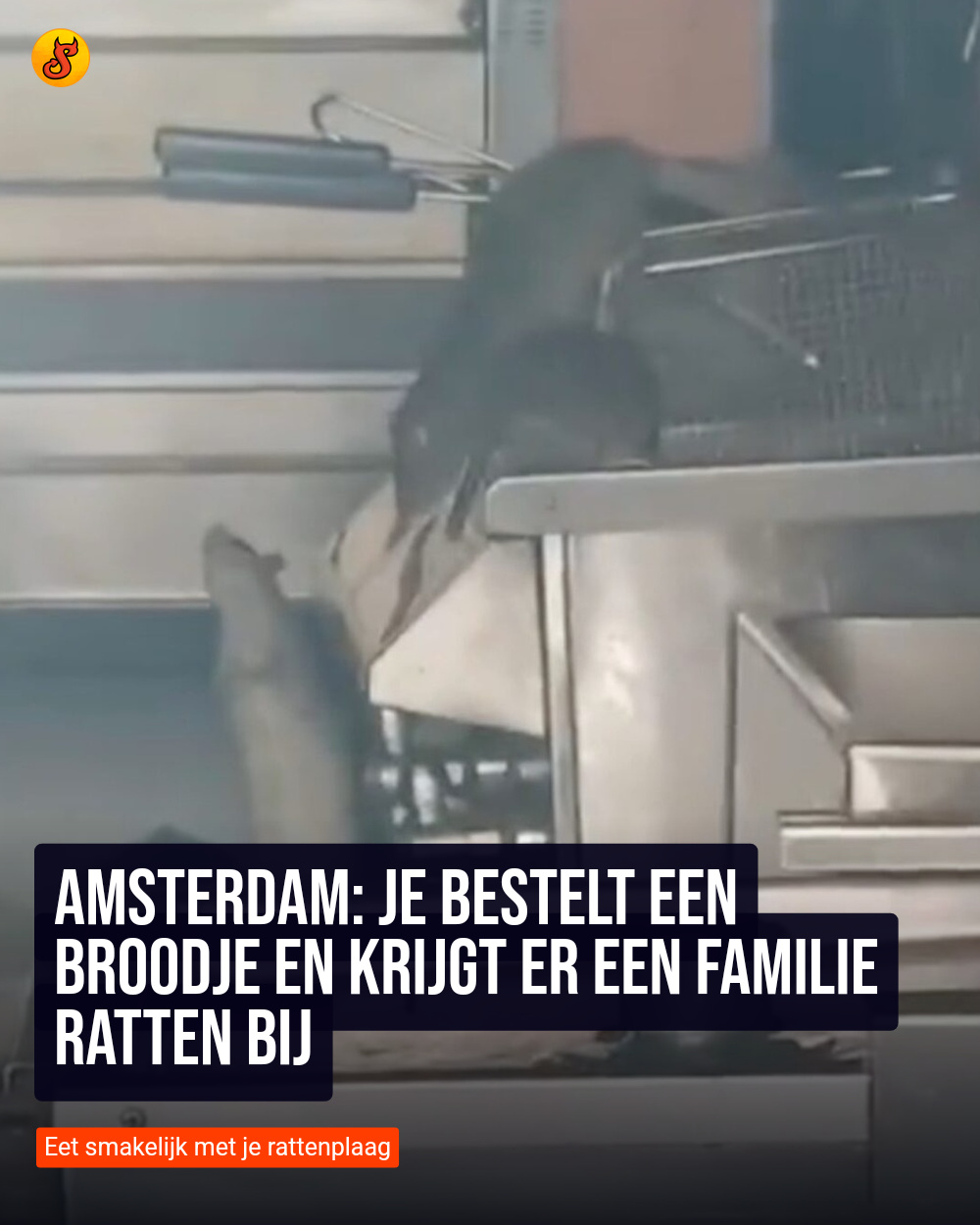 Amsterdam: Je bestelt een broodje en krijgt er een familie ratten bij