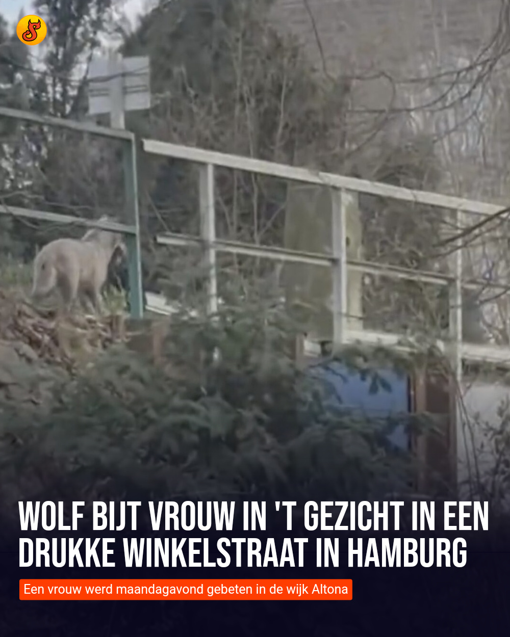 Wolf bijt vrouw in 't gezicht in een drukke winkelstraat in Hamburg