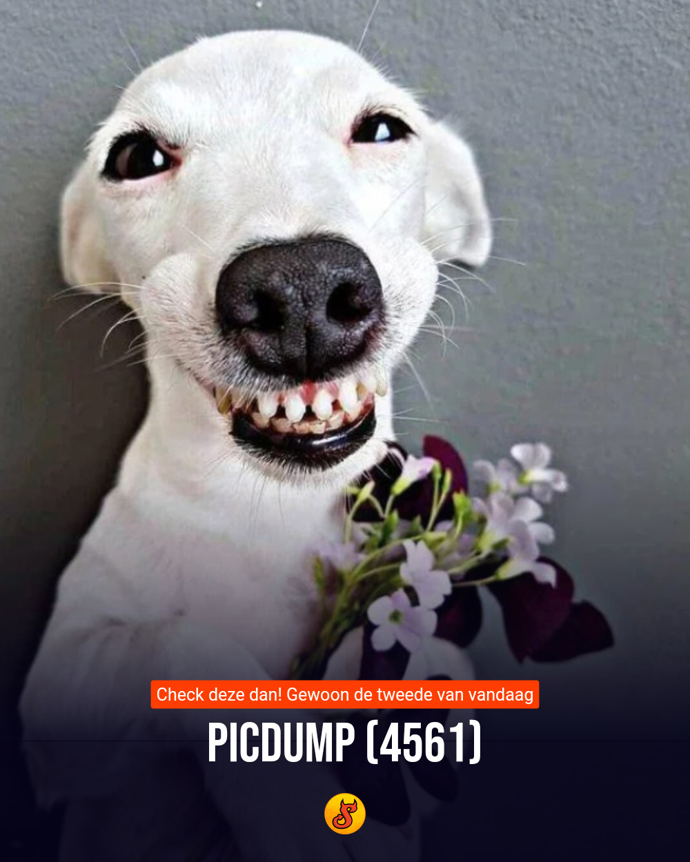 Picdump (4561)