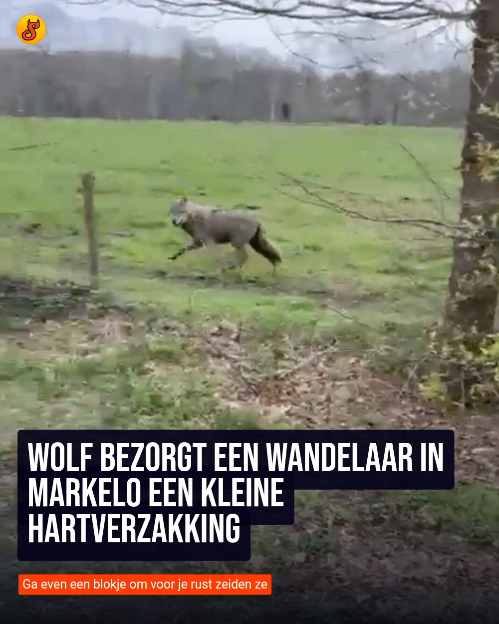 Wolf bezorgt een wandelaar in Markelo een kleine hartverzakking